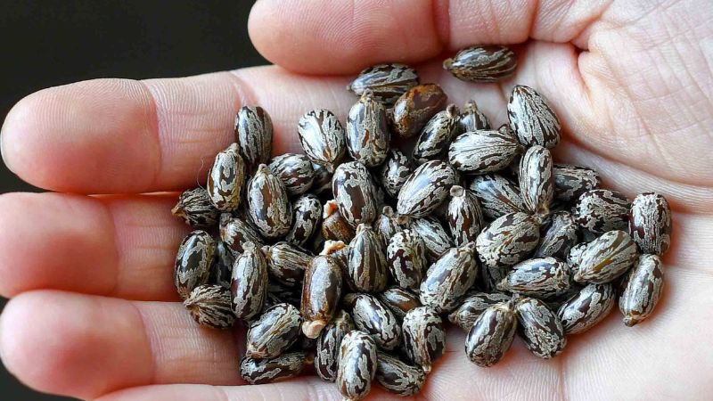 Ricin là gì? Độc tố chết người từ cây thầu dầu